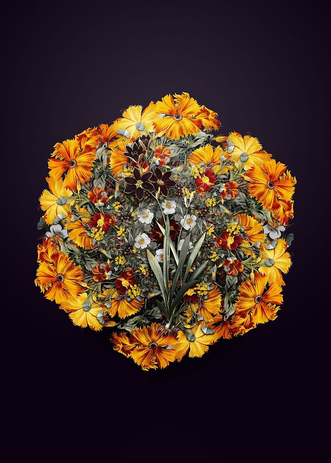 Ixia Grandiflora Wreath