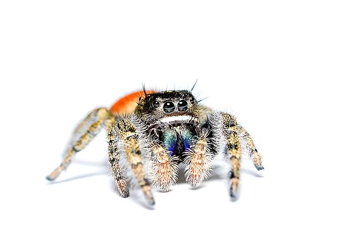 Phidippus jumping spider