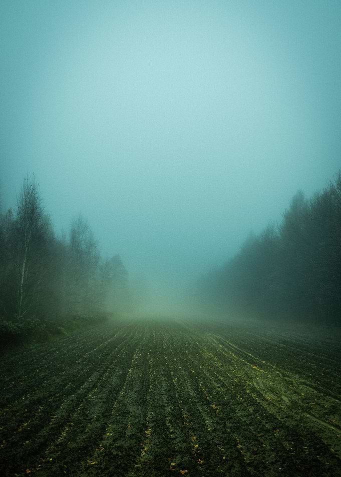 Misty Morning Field