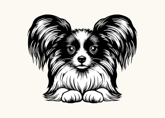 Papillon