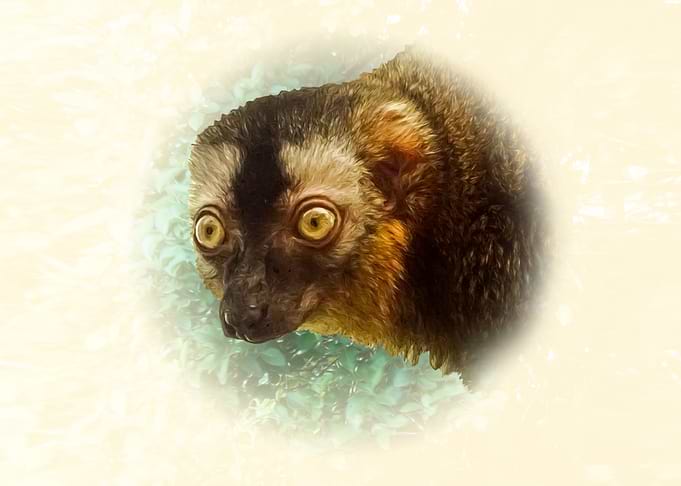 Brown lemur