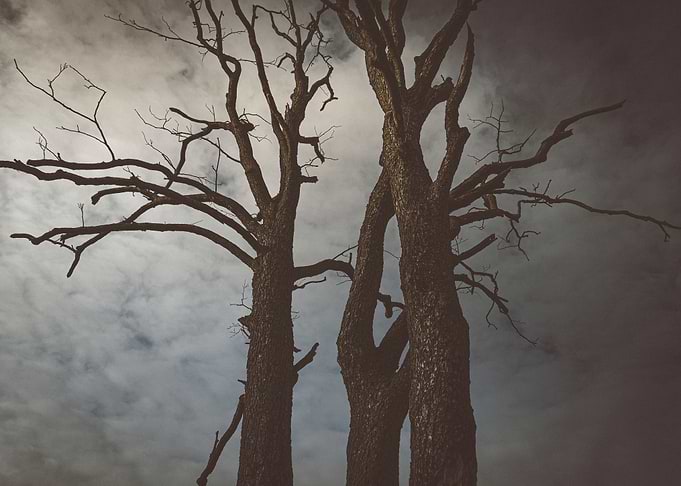 Trees Against Sky