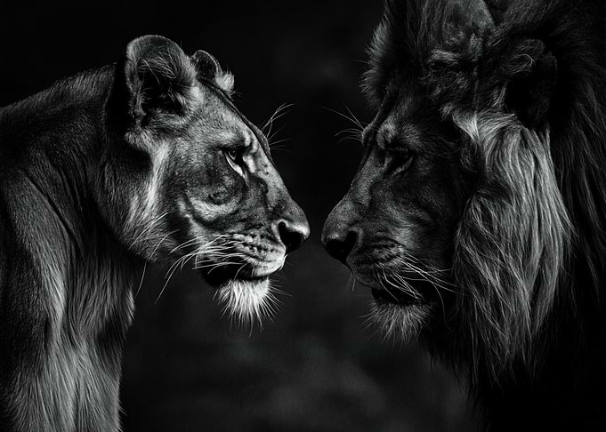 Lions Love