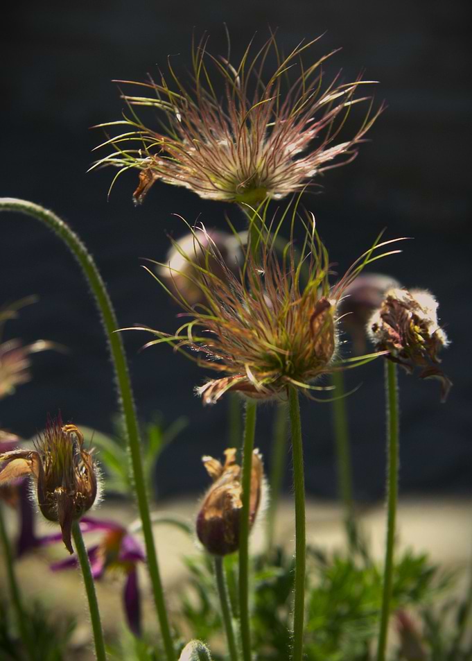 Pulsatilla flowers