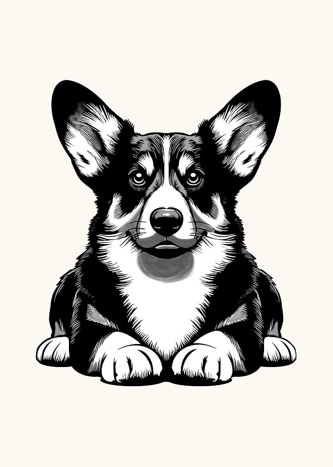Pembroke Welsh Corgi