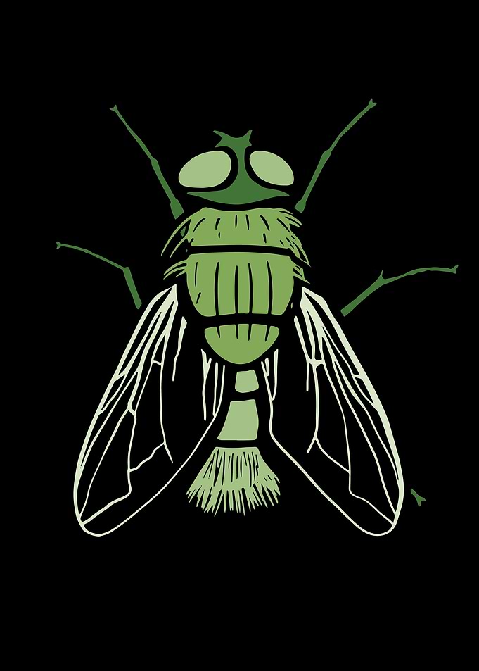 Fly Insects Flies