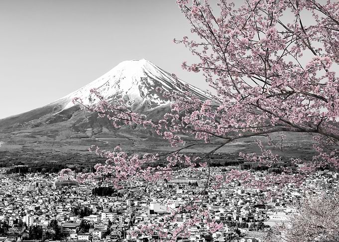 Mount Fuji cherry blossom
