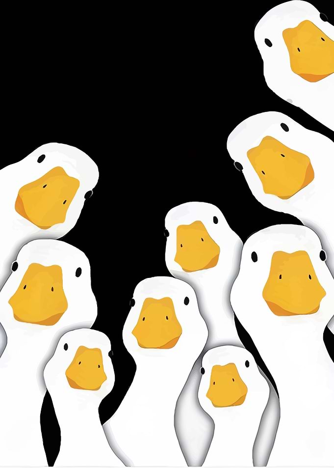 Multiple Ducks Looking
