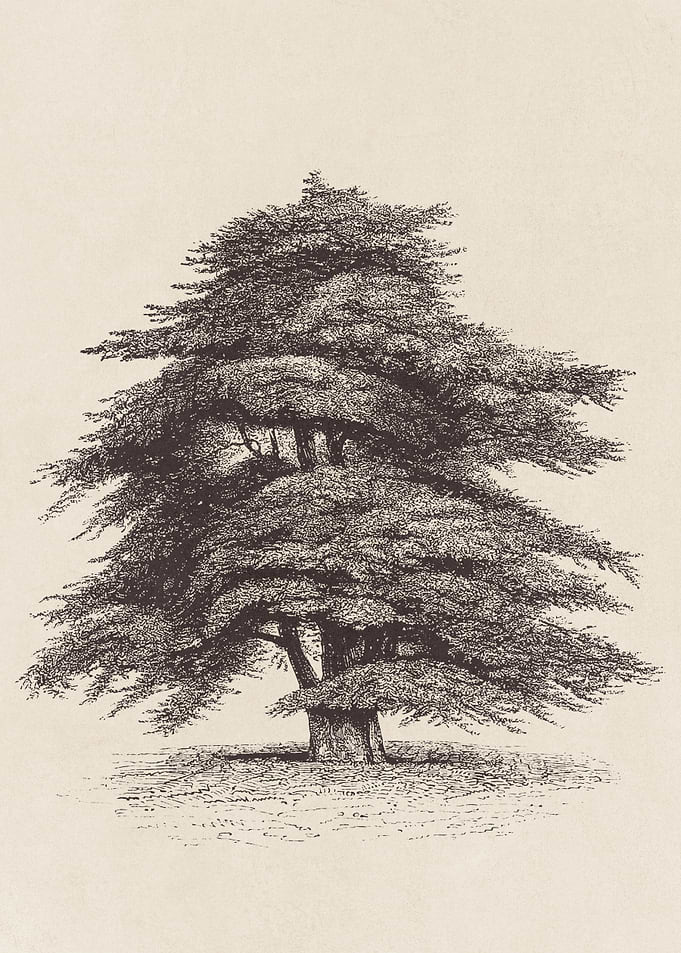 Cedar of Lebanon Tree 01