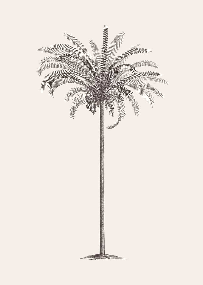 Palm Tree Sketch 04
