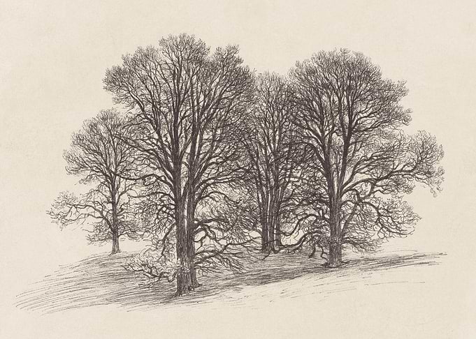 Winter Trees Sketch