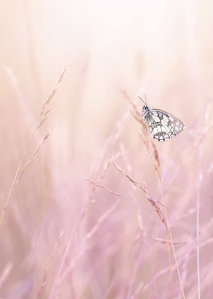 White and gray butterfly