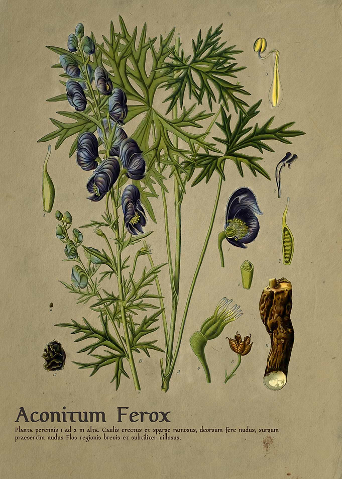 Aconitum Ferox