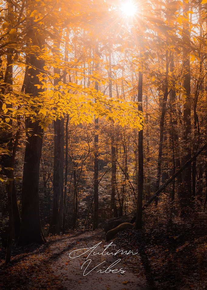 Autumn Vibes