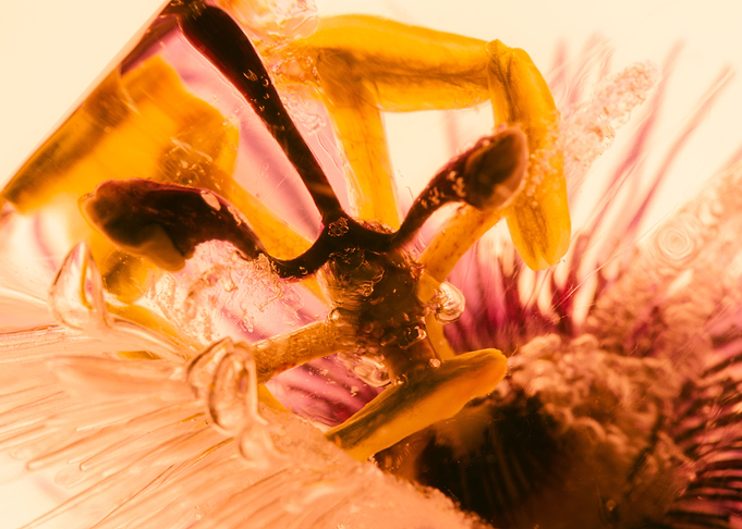 Passion flower in ice 2