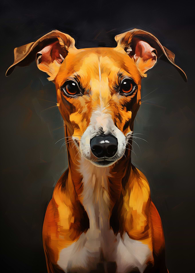 Whippet