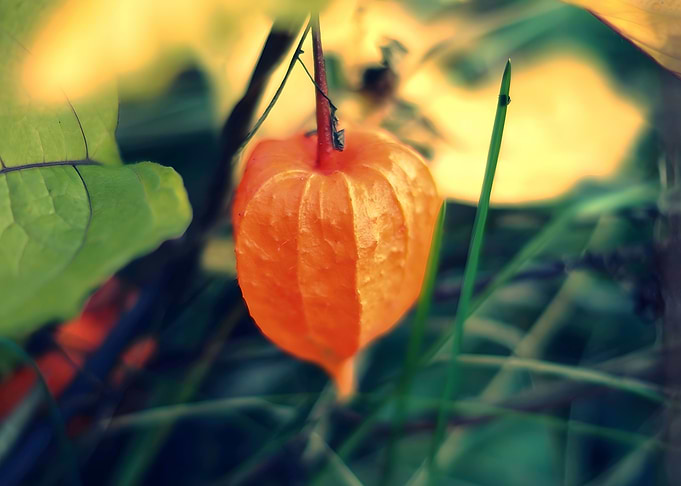 Golden Berry