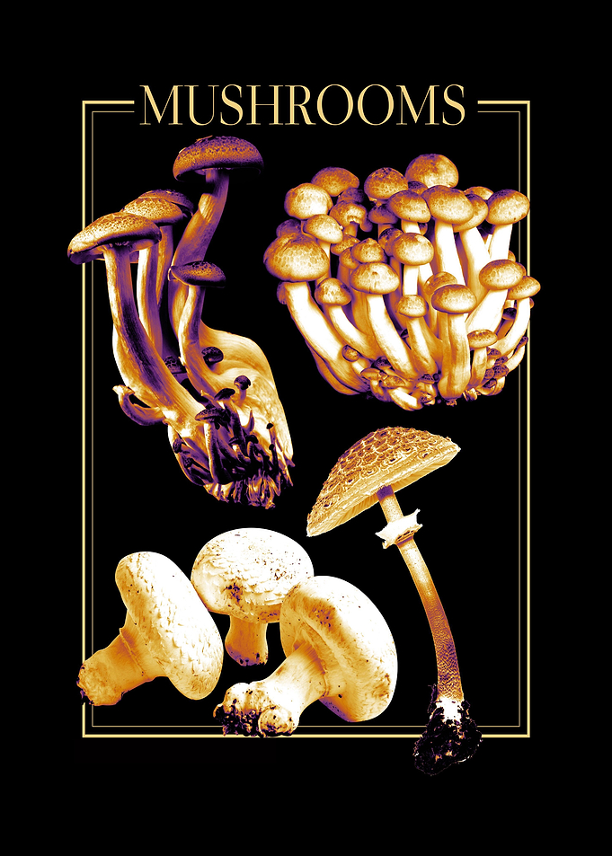 Mushrooms Nature