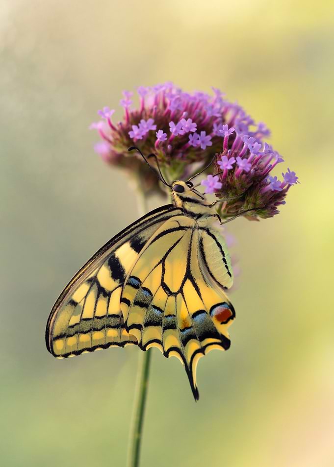 Summer butterfly