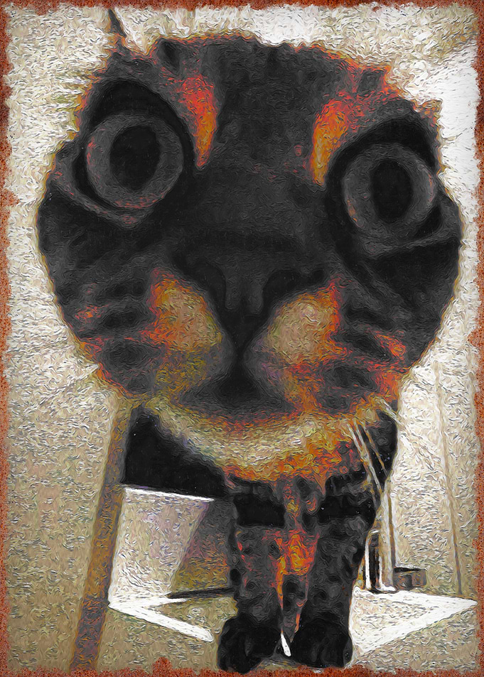 funny cat meme