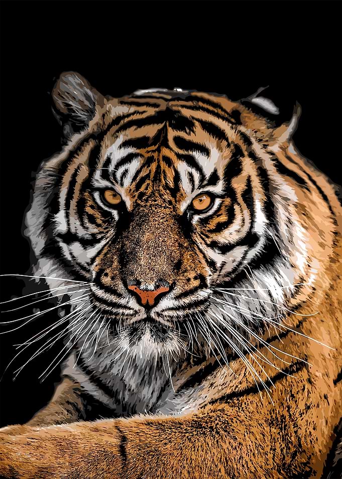 Tiger Portrait