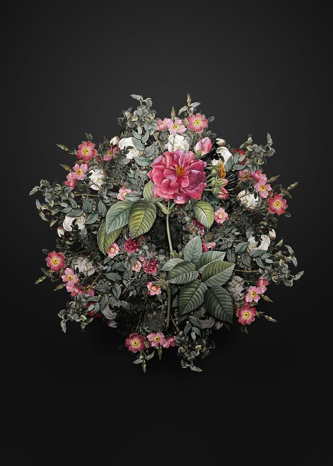 Pink Francfort Rose