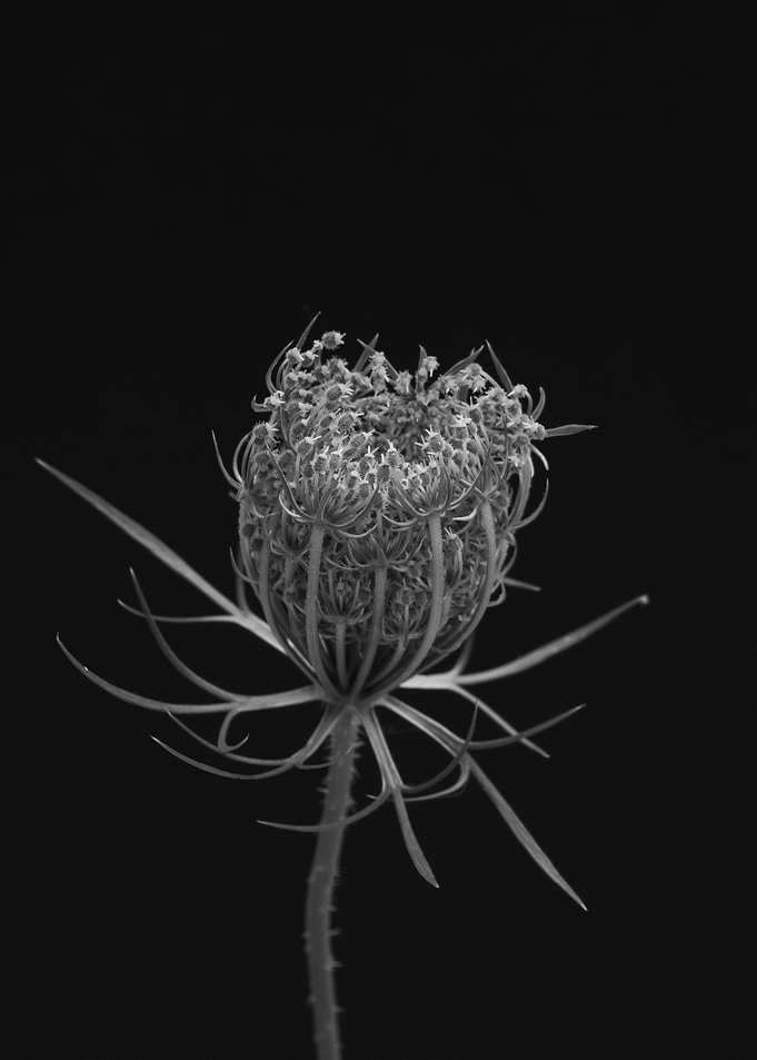 A black and white photo