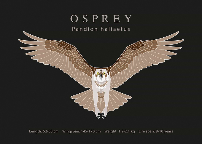Osprey