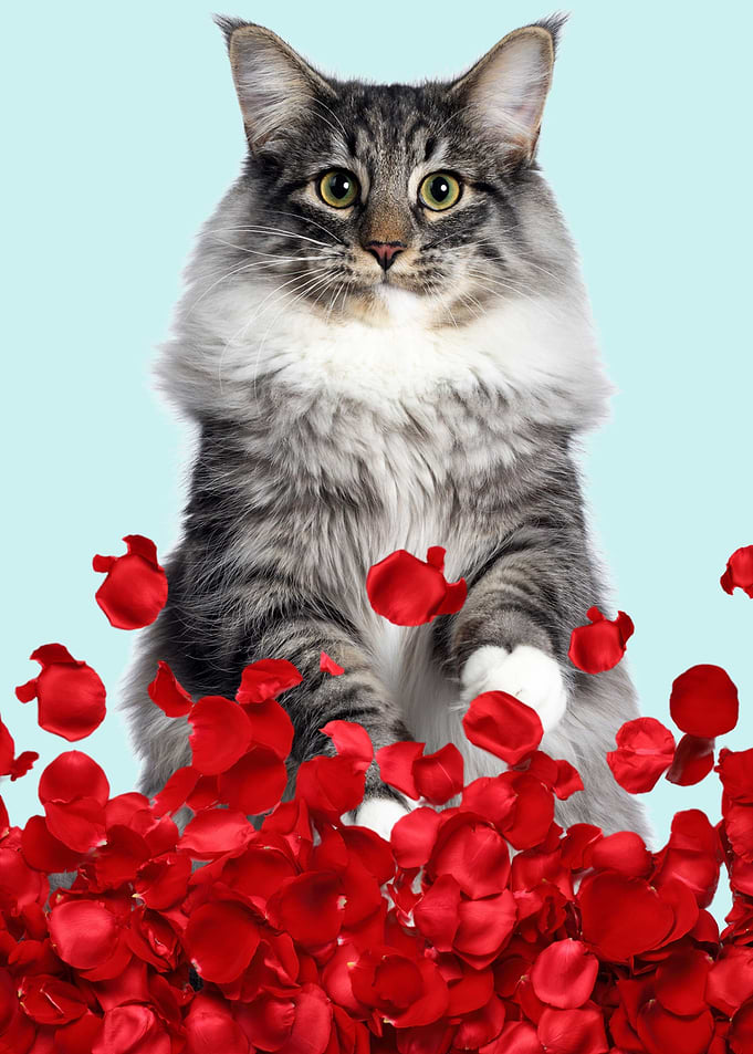 gray cat and red roses