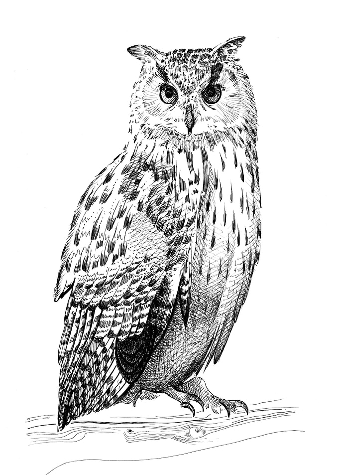 Hand drawing owl