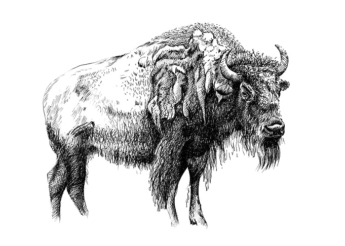 Hand drawing bison
