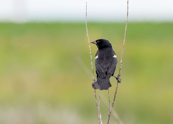 Back of a blackbird