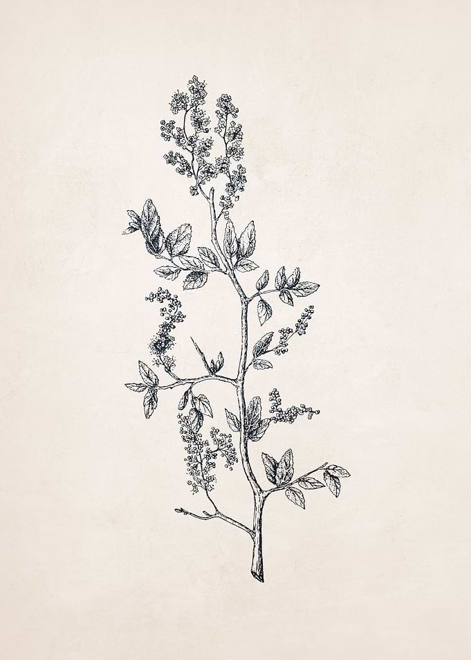 Wildflower Sketch no 2