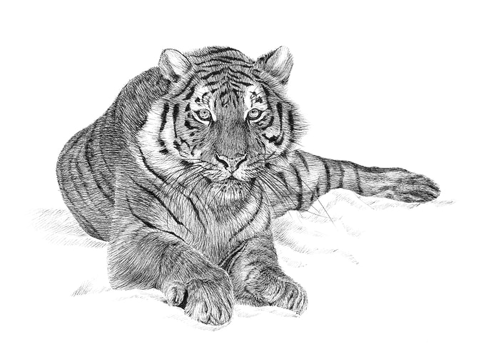 Hand drawing tiger