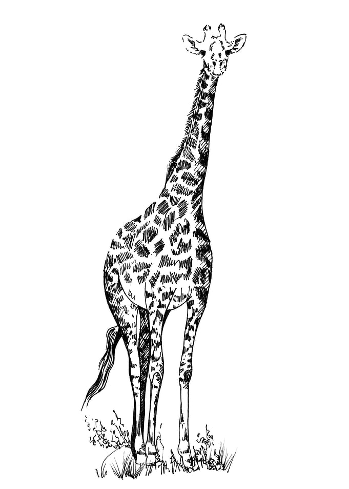 Hand drawing giraffe