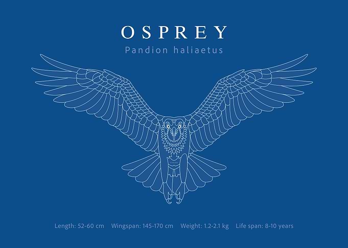 Osprey blueprint