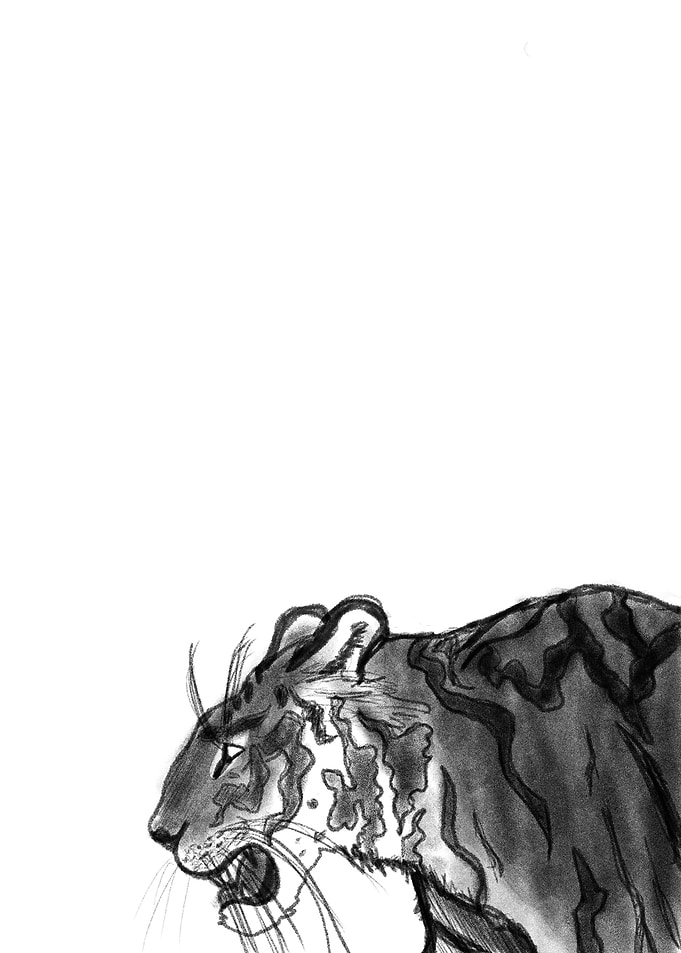 Tiger white black