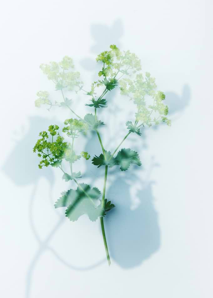 A plant that is casting a
