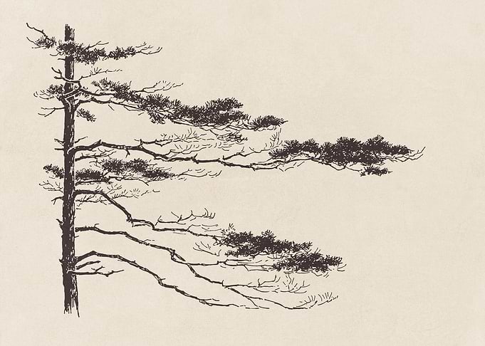 Pine Tree Branch no 2