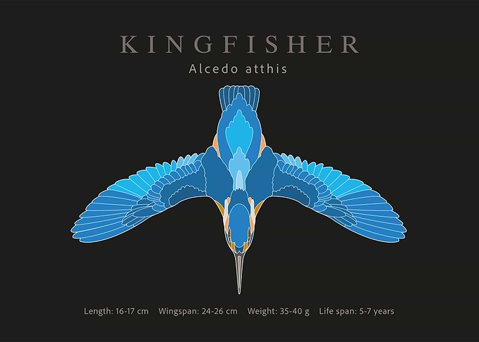 Kingfisher