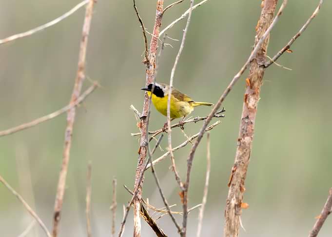 Common yellowthroat bird