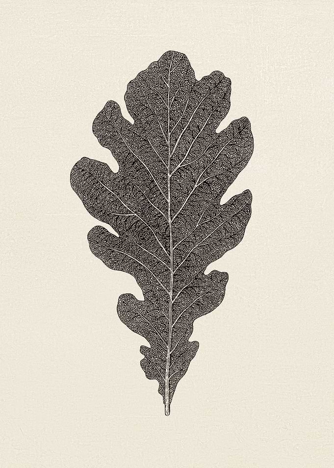 Oak Leaf Sketch 03