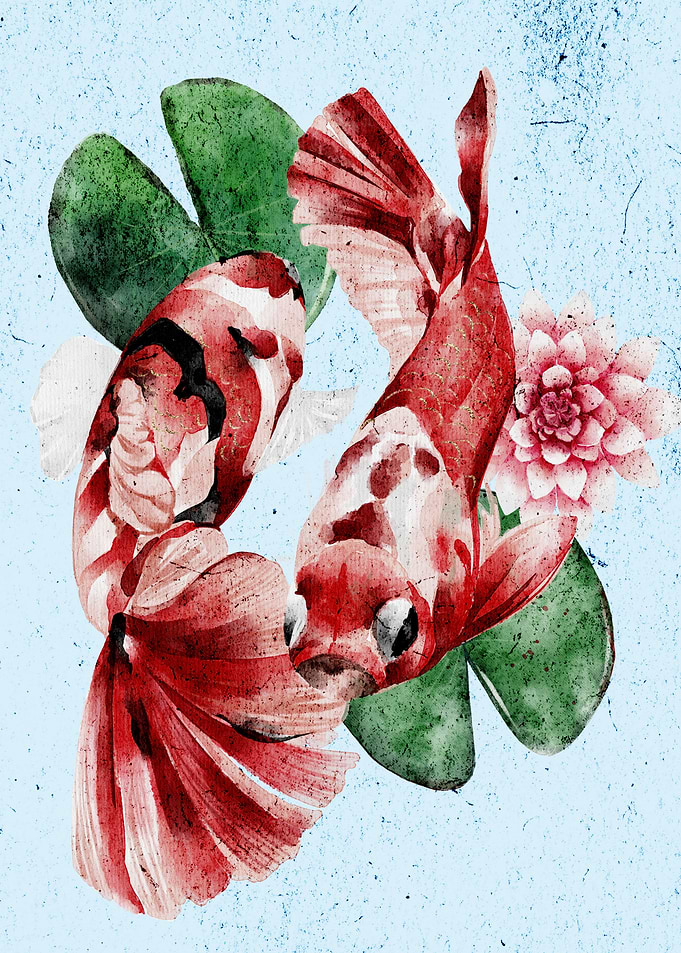 Japanese Koi Fish