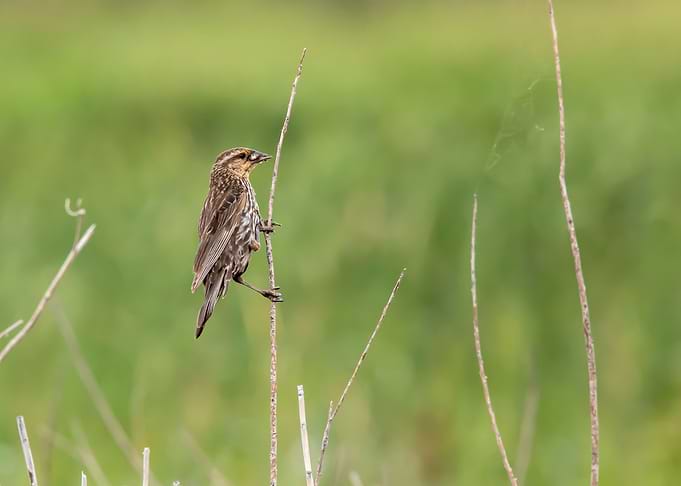 Redwinged blackbird close