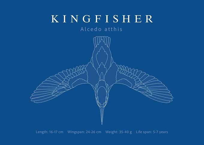 Kingfisher blueprint