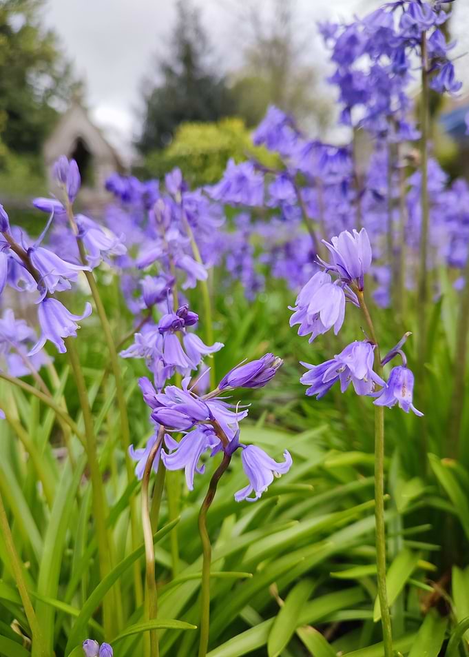 pale purple flowers