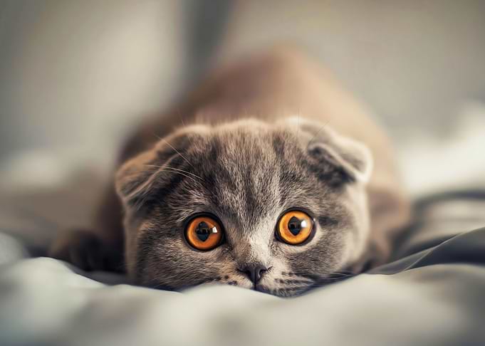scottish fold cat
