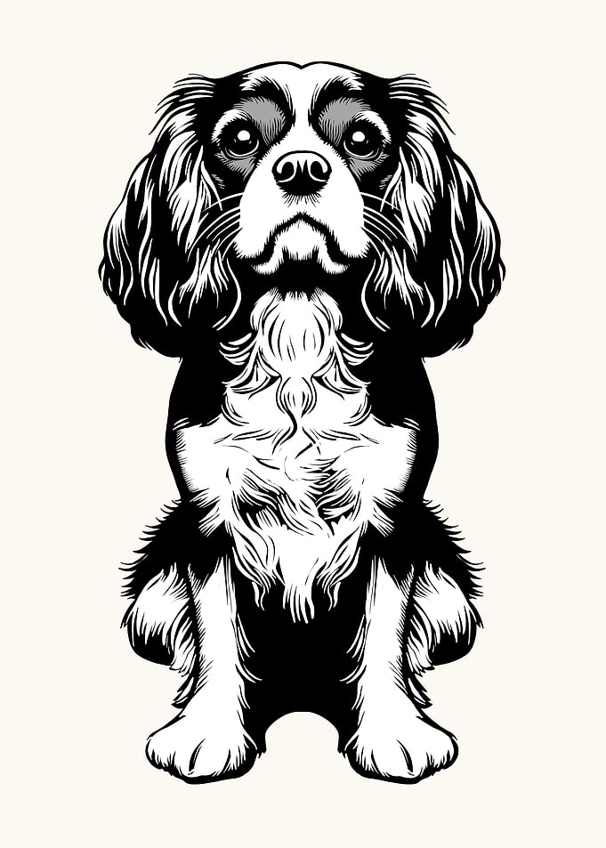 Cavalier King Charles