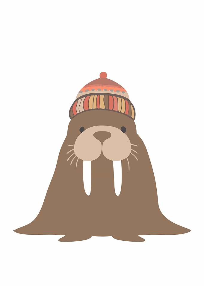 cute walrus