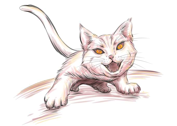 Angry cat